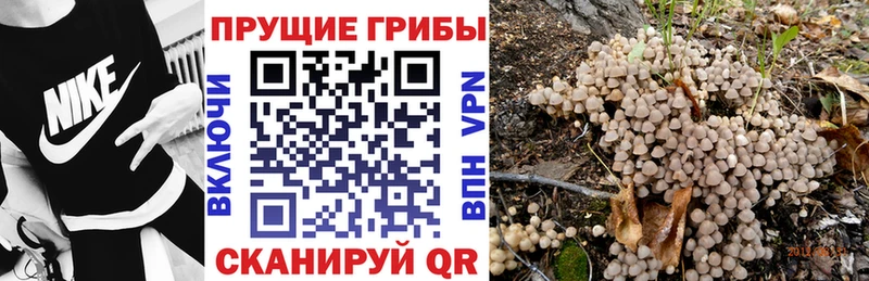 Галлюциногенные грибы Psilocybine cubensis  где найти наркотики  дарк нет наркотические препараты  Арамиль 